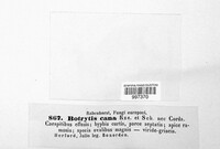 Botrytis cana image